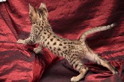 Deslumbrantes gatinhos serval e savana